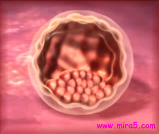 zarozdenie embriona